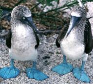 two-blue-footed-boobies